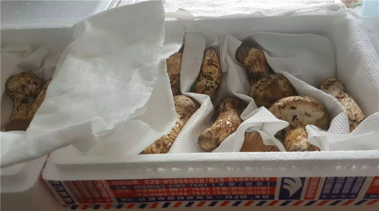 新鮮松茸托運