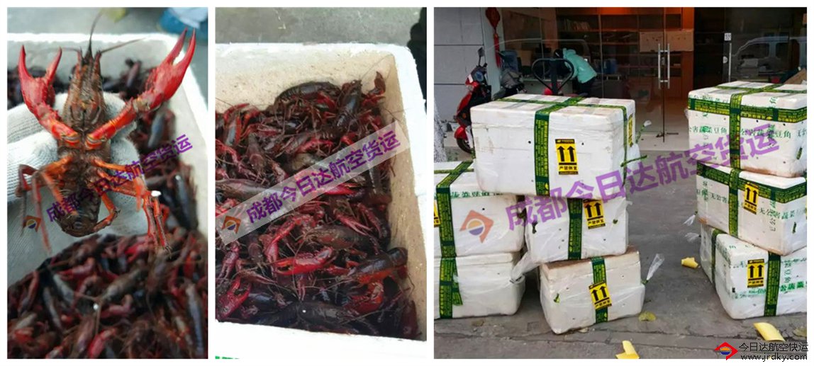 成都小龍蝦航空托運
