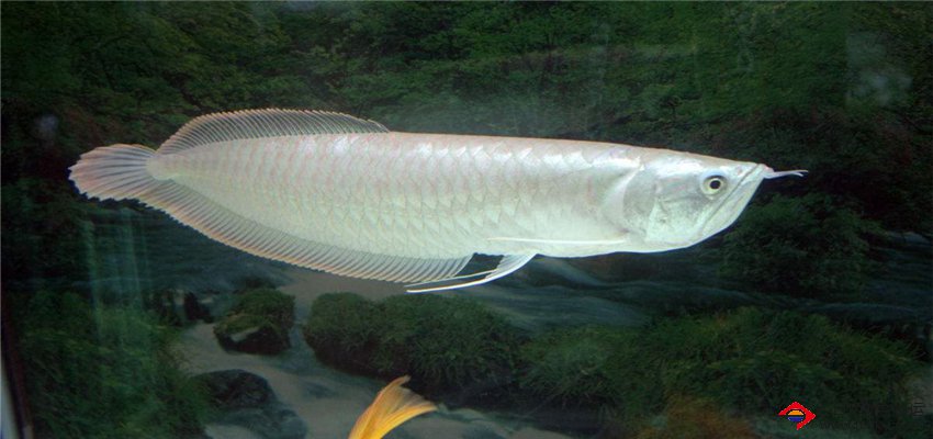 成都觀賞魚航空托運