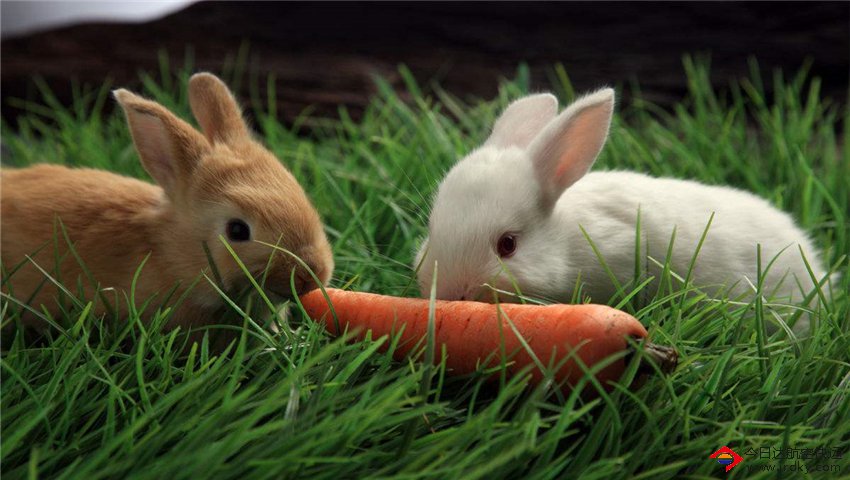 成都種兔航空托運